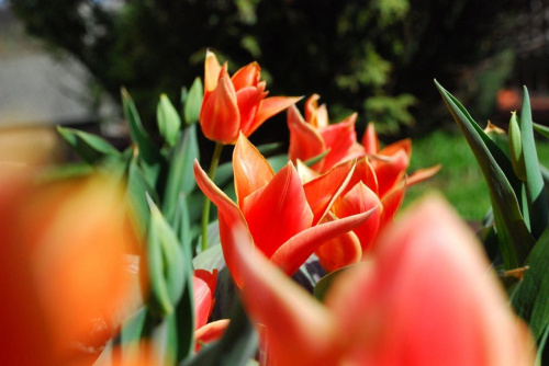 tulipany przed moim domem
