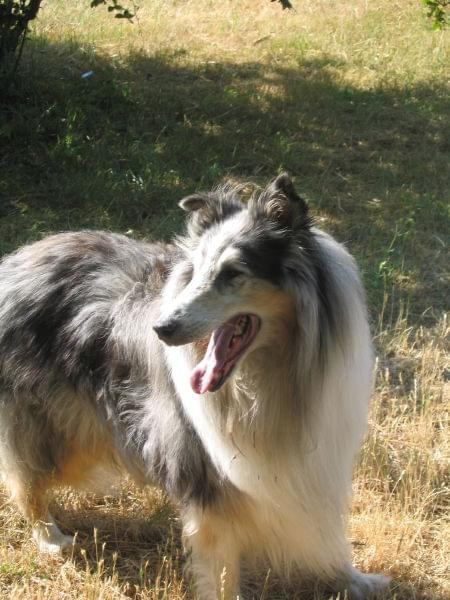 #collie #RenZPsiejOazy