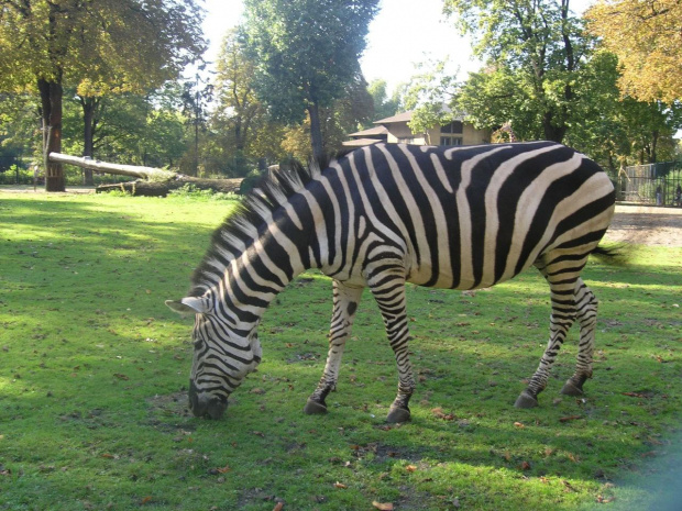 stare zoo w poznaniu