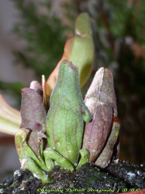 Sarracenia purpurea spp. purpurea, zakupiona pod koniec stycznia 2007 w markecie