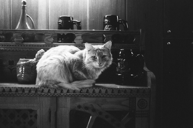 Tytus, w 1998 roku zrobiłem swojemu pupilowi tę fotkę. #kot #tytus #ulubieniec #pupil #zenith
