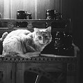 Tytus, w 1998 roku zrobiłem swojemu pupilowi tę fotkę. #kot #tytus #ulubieniec #pupil #zenith