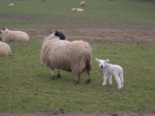 owce #owca #owieczka