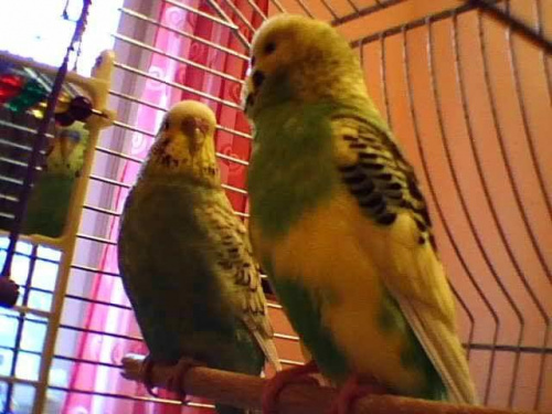 Papagaje. :)