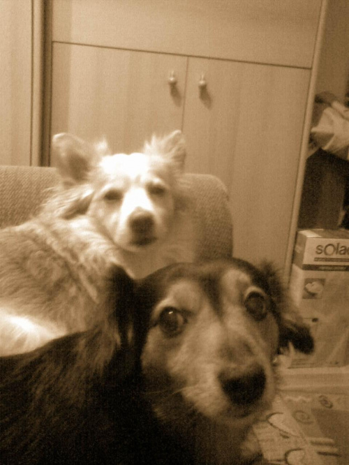 chłopaki w sepii