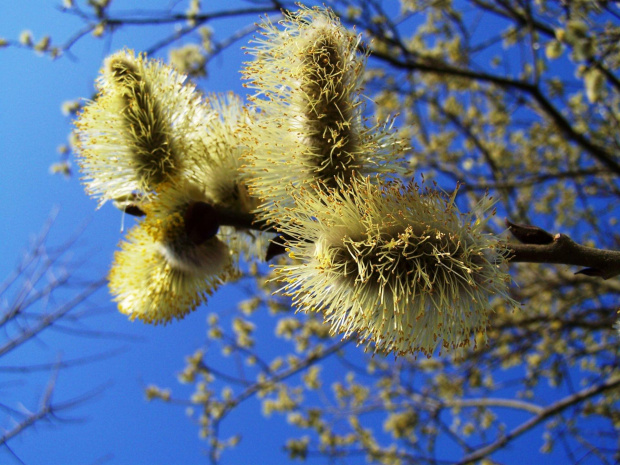 salix caprea