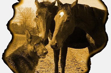 Wspólna fotografia koni i pieska, stadnina koni Sokolnik #koń #konie #natura #zwierzęta #krajobraz #krajobrazy #sokolnik #pastwisko #przyroda #źrabak #źrebaczek #źrebaczki #bam