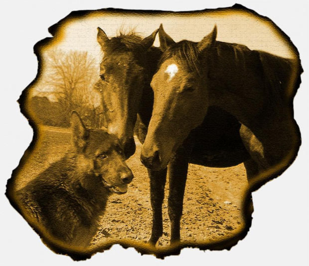 Wspólna fotografia koni i pieska, stadnina koni Sokolnik #koń #konie #natura #zwierzęta #krajobraz #krajobrazy #sokolnik #pastwisko #przyroda #źrabak #źrebaczek #źrebaczki #bam