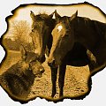 Wspólna fotografia koni i pieska, stadnina koni Sokolnik #koń #konie #natura #zwierzęta #krajobraz #krajobrazy #sokolnik #pastwisko #przyroda #źrabak #źrebaczek #źrebaczki #bam
