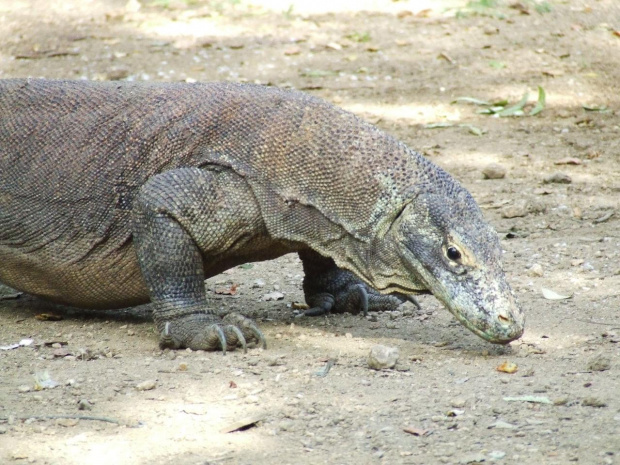 Indonezja, Wyspa Rinca - na tej wyspie żyją słynne ''smoki z Komodo'' - warany #Indonezja #Bali