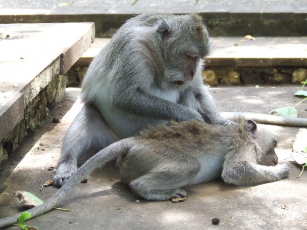 Indonezja, Bali, Półwysep Bukit Badung, Uluwatu - przy świątyni Pura Luthur Uluwatu roi się od małp #Azja #Bali #Indonezja