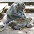 Indonezja, Bali, Półwysep Bukit Badung, Uluwatu - przy świątyni Pura Luthur Uluwatu roi się od małp #Azja #Bali #Indonezja
