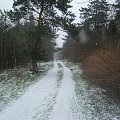 Lesna droga w zimie