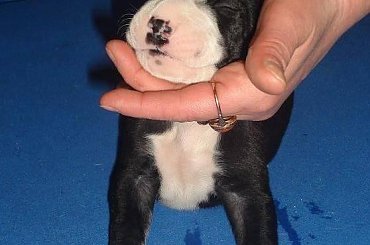 pierwsze 10 dni życia doga #DogNiemiecki #psy #kynologia #moloseum #szczeniaki #pupil #miot #zwierzęta