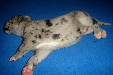 pierwsze 10 dni życia doga #DogNiemiecki #psy #kynologia #moloseum #szczeniaki #pupil #miot #zwierzęta