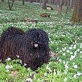 hungarian puli