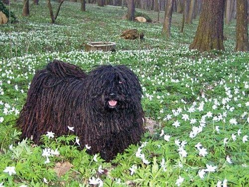 hungarian puli