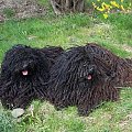hungarian puli