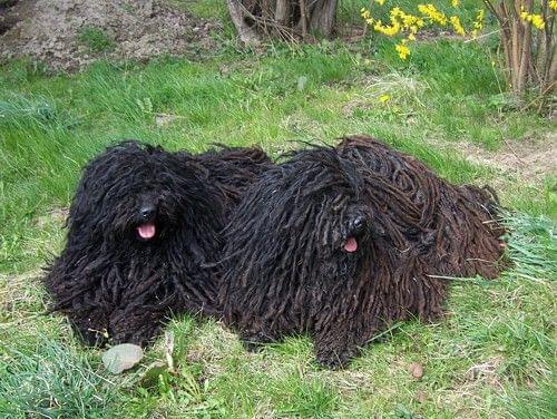 hungarian puli