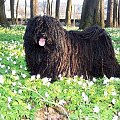 hungarian puli