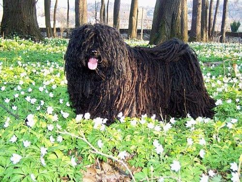 hungarian puli