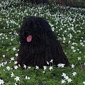 hungarian puli