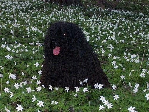 hungarian puli