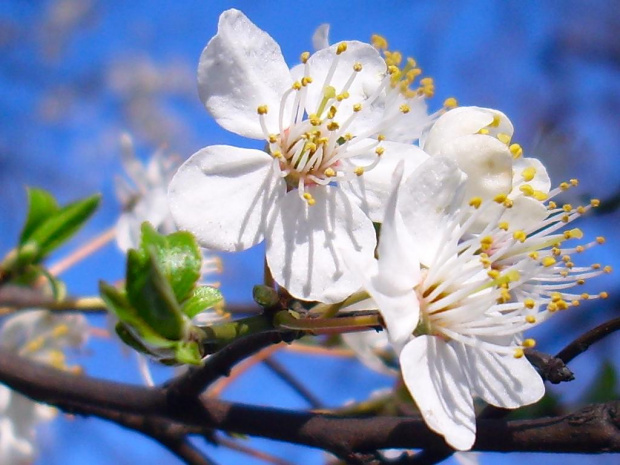 kwitnąca śliwka mirabelka (Prunus insititia L.). To jest wycinek fotki - bez resamplingu! #gdynia #praktica #pentacon #testowe #wiosna