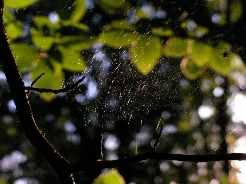 pajęczyna z pracowitym pająkiem :) #pająk #pajęczyna #las