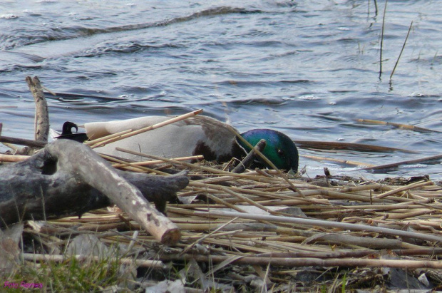 Jezioro Roś #JezioroRoś #Pisz #Mazury #Remes #Rower