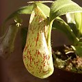 Nepenthes x kuchingensis