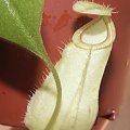 Nepenthes rafflesiana