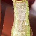 Nepenthes tobaica