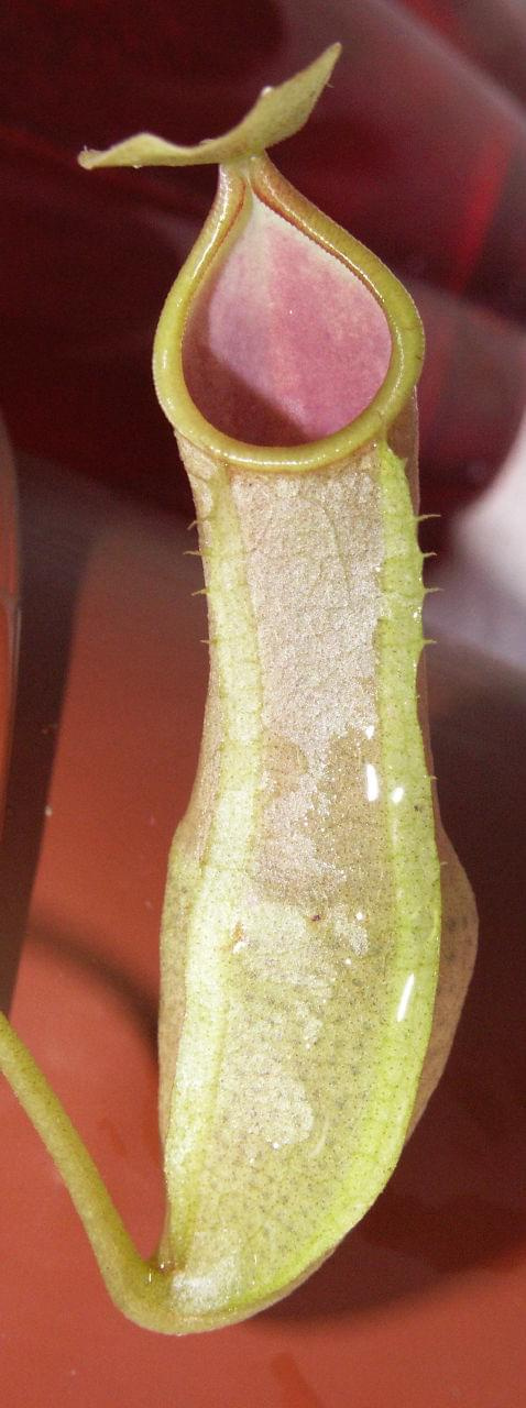 Nepenthes tobaica
