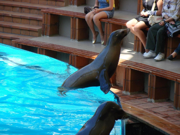 SEAL SHOW -Loro Parque w Puerto de la Cruz