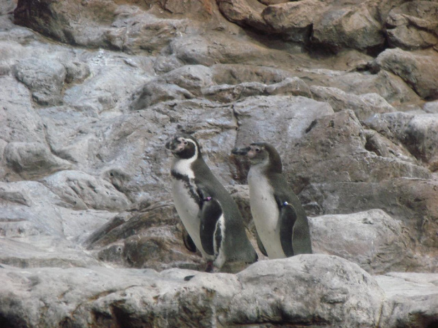 Planet Penguin - Loro Parque w Puerto de la Cruz