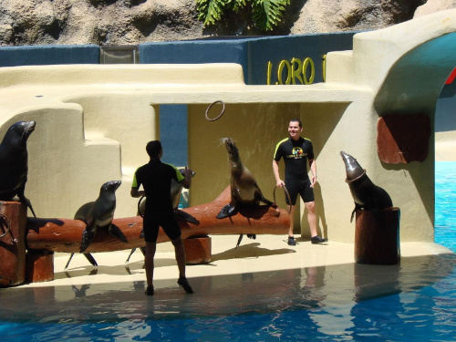 SEAL SHOW -Loro Parque w Puerto de la Cruz