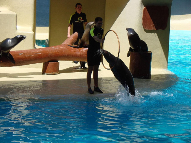 SEAL SHOW -Loro Parque w Puerto de la Cruz