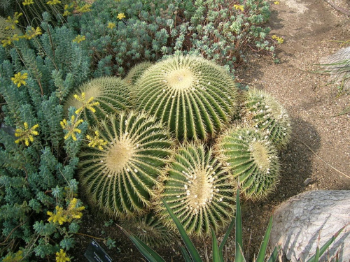 Kaktusy są niesamowite.