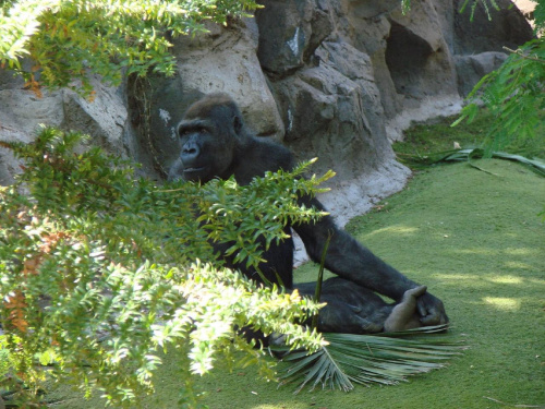 Gorillas