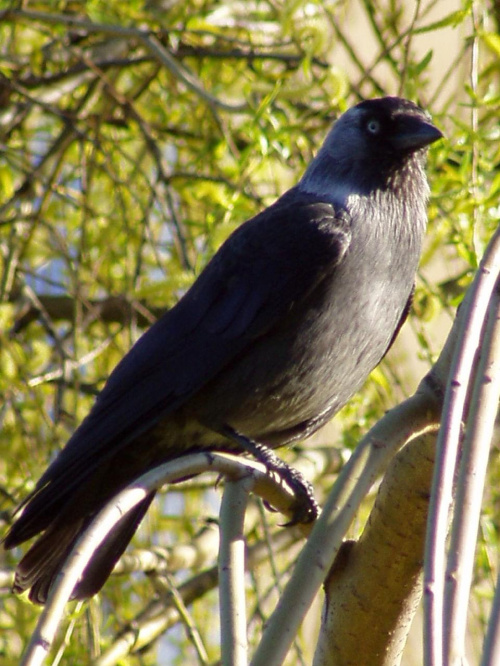 a black crow
