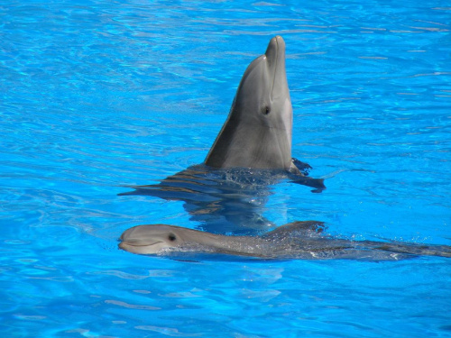 DELFIN SHOW -Loro Parque w Puerto de la Cruz