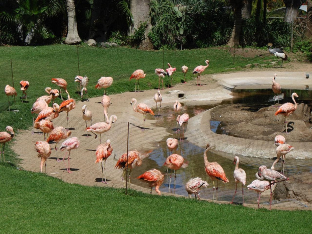 flamingi