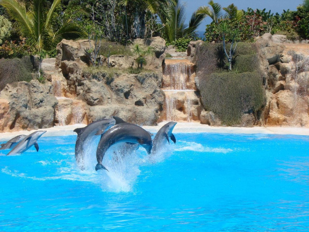 DELFIN SHOW -Loro Parque w Puerto de la Cruz