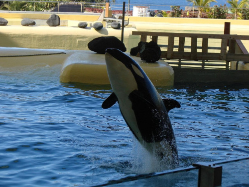 Orca Ocean SHOW