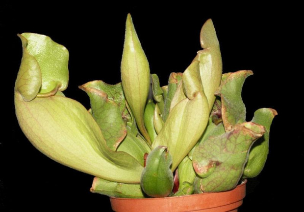 Sarracenia purpurea ssp. purpurea