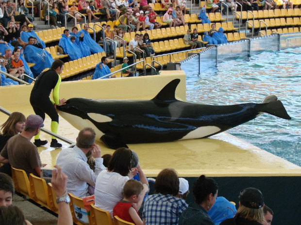 Orca Ocean SHOW