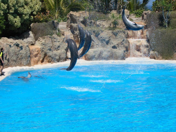 DELFIN SHOW -Loro Parque w Puerto de la Cruz