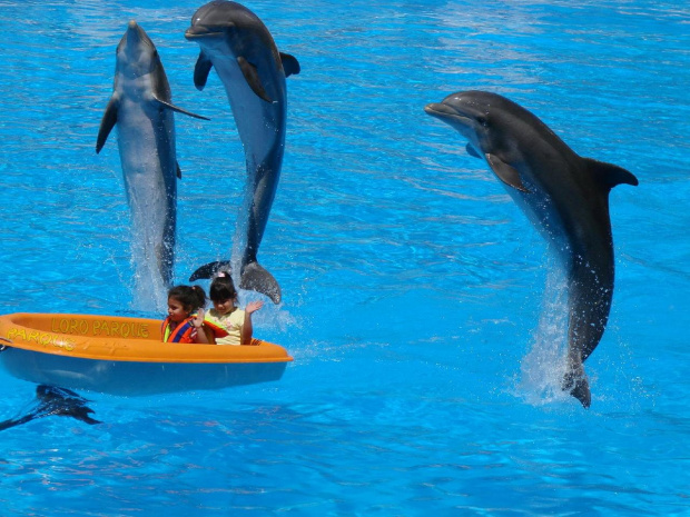 DELFIN SHOW -Loro Parque w Puerto de la Cruz