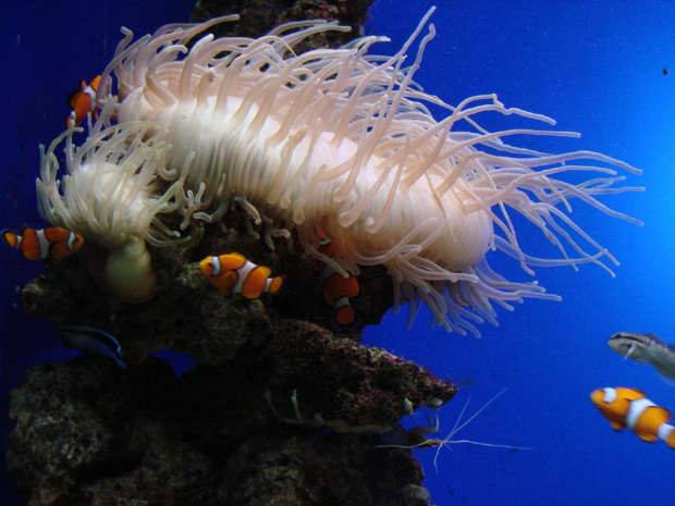 ukwiał!!! i rybki Nemo - LORO PARQUE! w Puerto de la Cruz